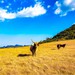 Pico do Rinoceronte, Bom Jardim da Serra-SC