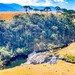 Pico do Rinoceronte, Bom Jardim da Serra-SC