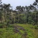 Pico Rinoceronte - Fazenda até Acampamento