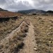 Rinoceronte