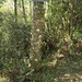 Cânion do Laranjeiras