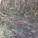 Teavessia-mirante-funil-larangeiras